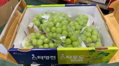 놓치면 후회! 증도 신맛 과일🥭 특가 후기!
